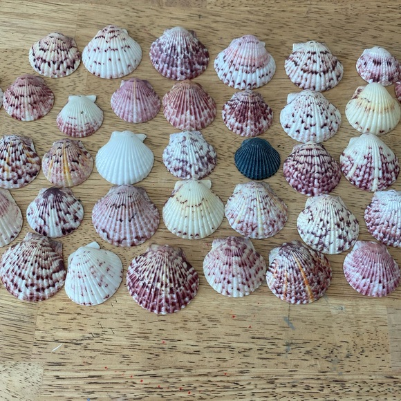 Calico scallop seashells - Picture 3 of 6